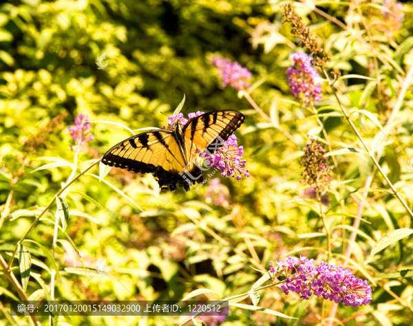 Butterfly,Bush蝴蝶
