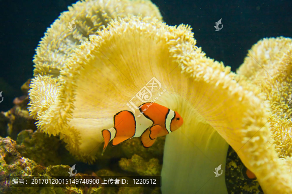 小丑魚和珊瑚