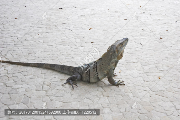 鬣蜥在瓦
