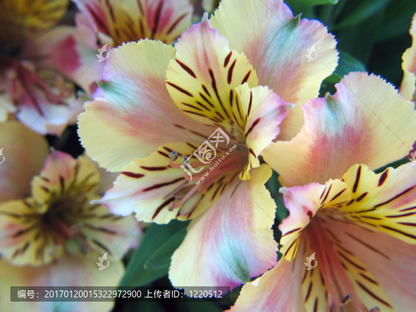 Alstromeria百合