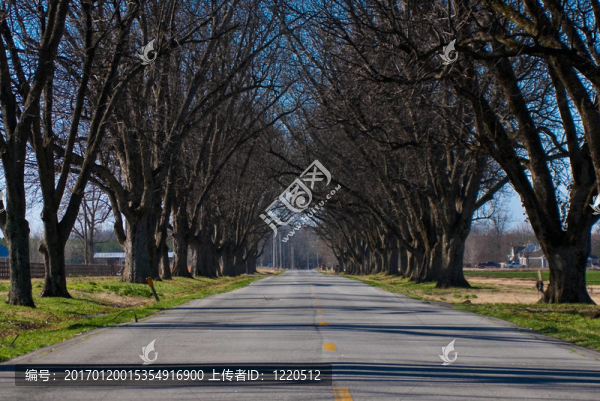 樹隧道