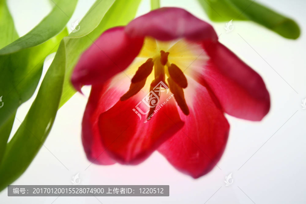 五顏六色的郁金香