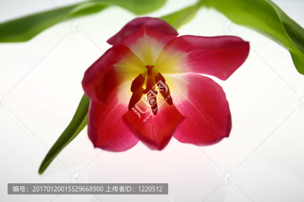 開(kāi)放花蕾-匯圖網(wǎng) www.fosd68.com 開(kāi)放花蕾