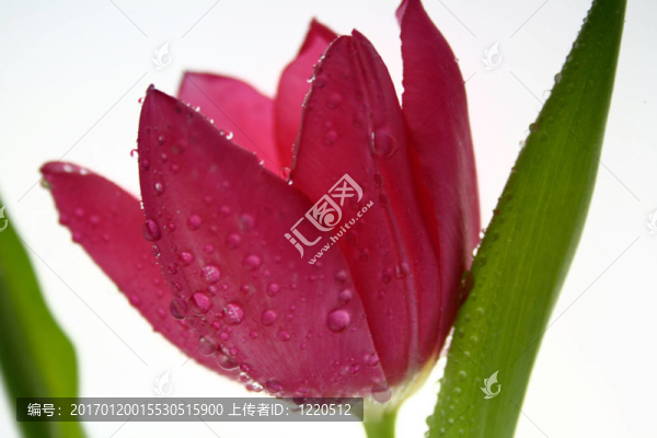 郁金香的花朵