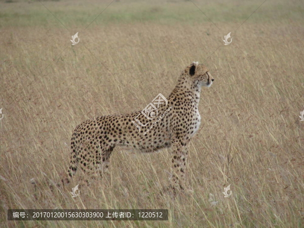 在Massai,Mara豹-匯圖網(wǎng) www.fosd68.com 在Massai,Mara豹