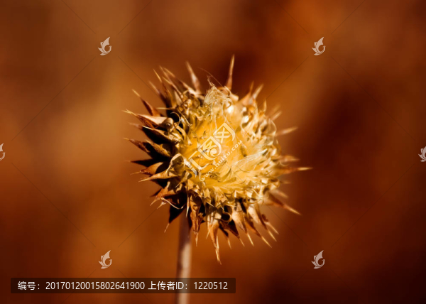 干燥花