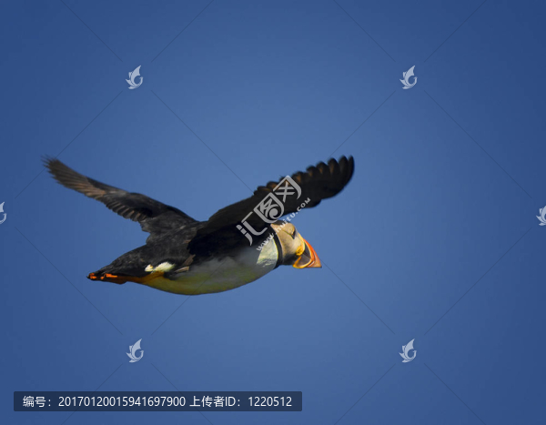 大西洋海鸚