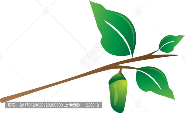 樹枝掛繭