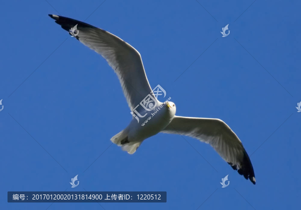 海鷗和藍天