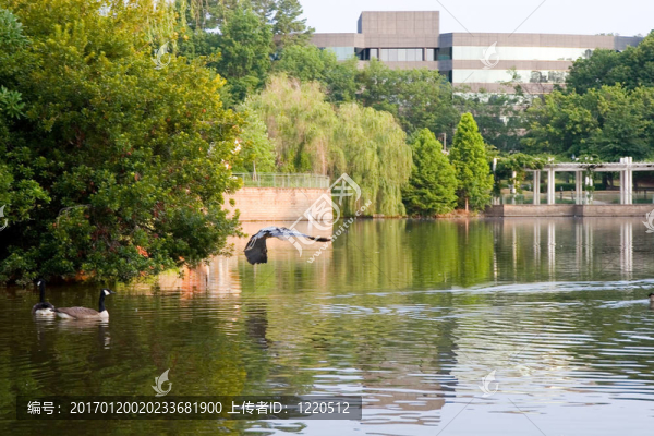 蒼鷺飛過湖