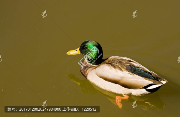 在渾濁的水中鳧-匯圖網(wǎng) www.fosd68.com 在渾濁的水中鳧