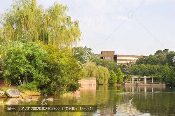 辦公湖鵝