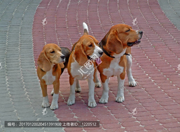 家庭犬