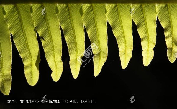 鄉(xiāng)土蕨類
