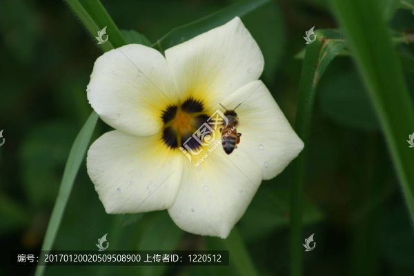 盤旋的蜜蜂