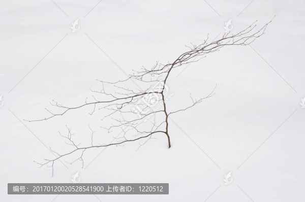 小的樹