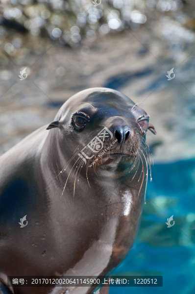 海獅