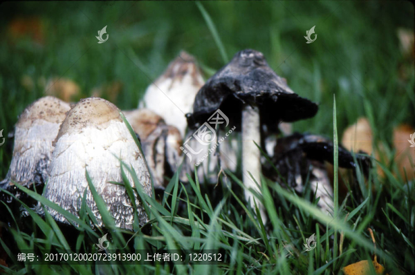 漆黑的g-1723蘑菇；酒精