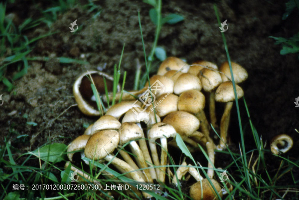 Clustered,Psathyrella,g-1728真菌；