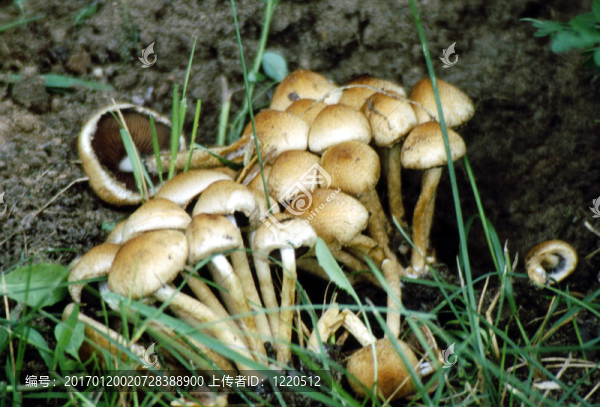 Clustered,Psathyrella,g-1727真菌；