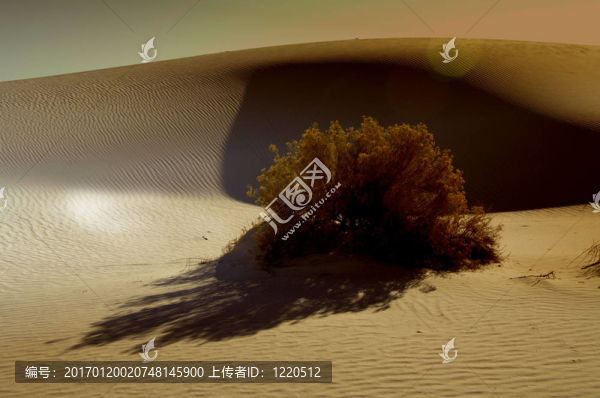 沙丘和翻滾雜草