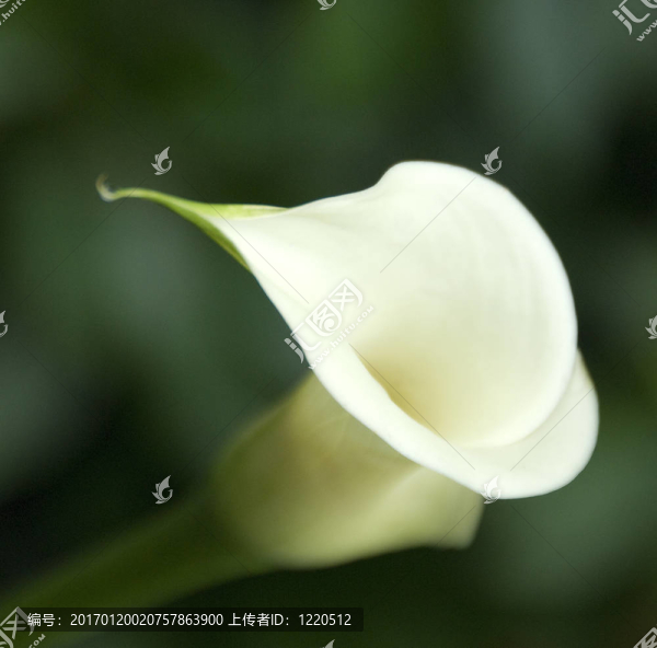 海芋花；