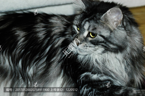 貓；Maine,Coon