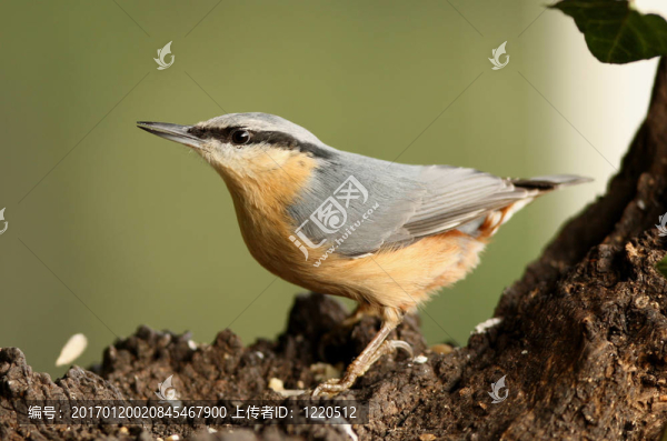鳾