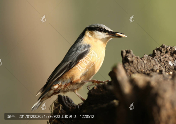 鳾