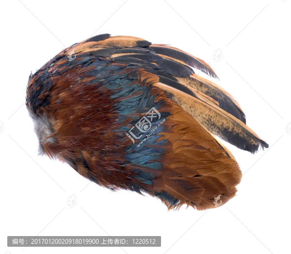 棕色和藍(lán)色的鳥(niǎo)翼
