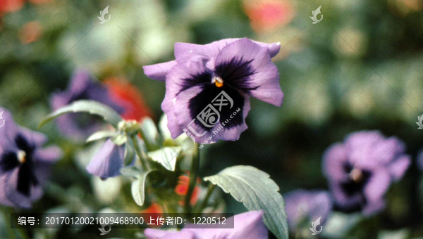 花園里的花h-2207