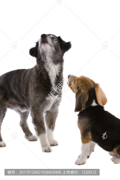 兩只狗