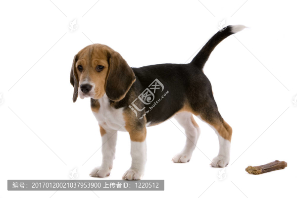 年輕的犬骨