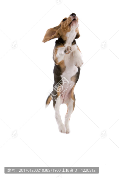 飛行的小獵犬