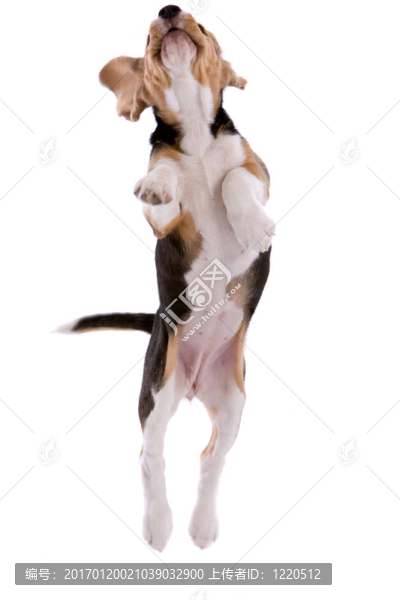 飛行的小獵犬