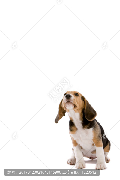 細(xì)心的小狗