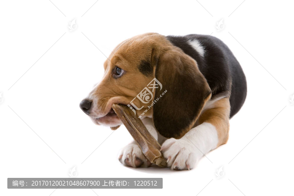 忙著咀嚼