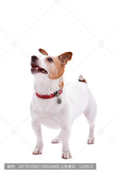 Jack,Russel梗