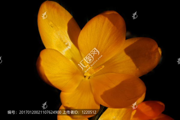 番紅花