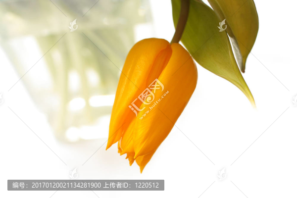 花瓶里的黃色郁金香