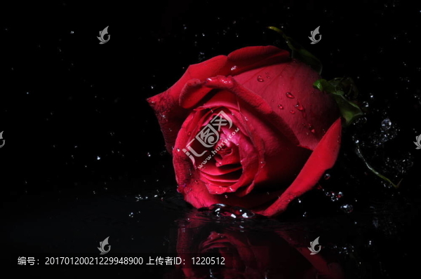 紅玫瑰色斑