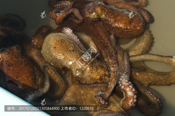 章魚