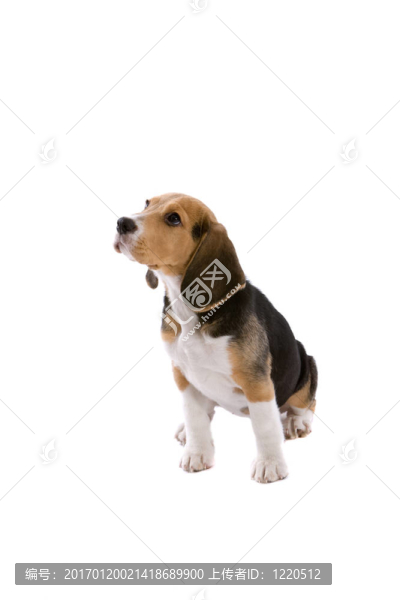 寶貝小獵犬