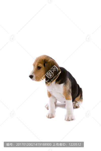可愛的小獵犬