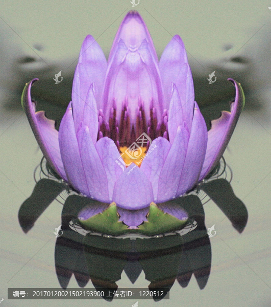 紫色的睡蓮