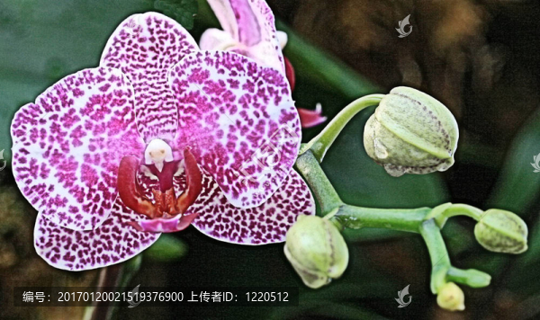 粉紅和白色斑點(diǎn)蘭花