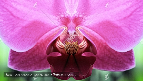 粉紅色的ochid特寫