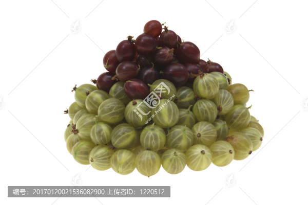 醋栗