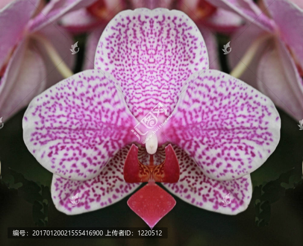 粉紅和白蘭花