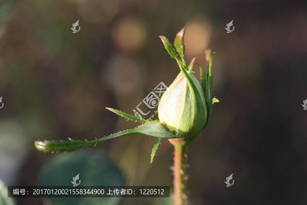 玫瑰花蕾